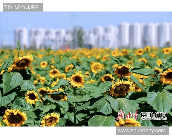 北向日葵与东京的对话：探索文化交融与城市魅力的碰撞